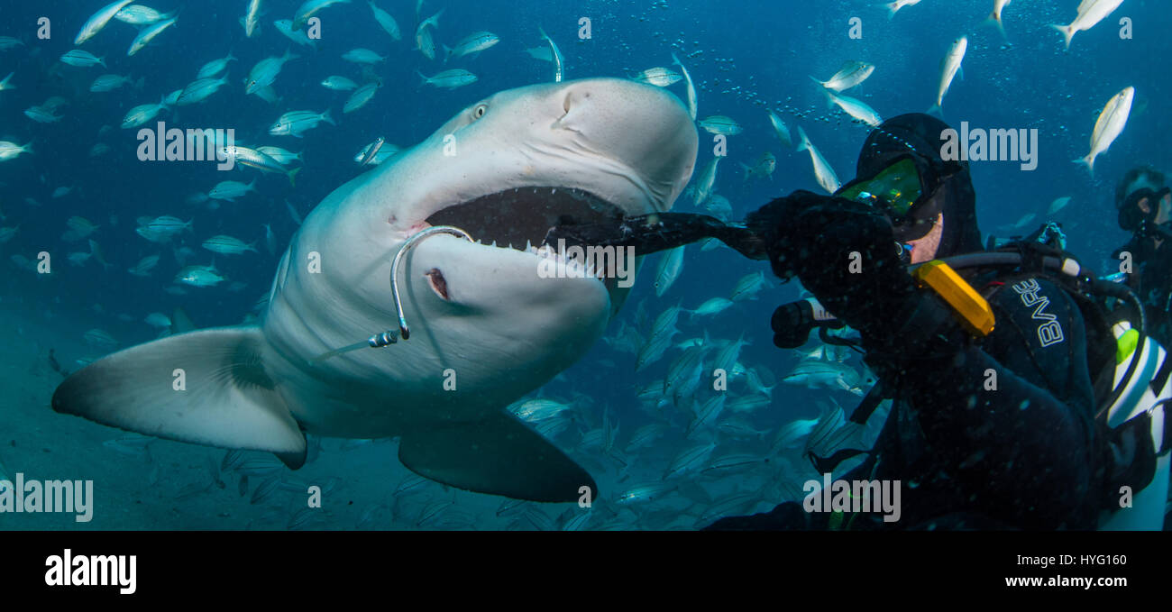 Giove in Florida, TIGER BEACH BAHAMAS: Diver tesing shark con pesce. Tenendo un piede di sedici-lungo tiger shark nelle sue mani un coraggioso British subacqueo può essere visto posizionando il predatore selvatico in un sogno come la trance di novanta piedi sott'acqua. Con solo un paio di pollici tra di loro, il subacqueo tratti e allevia lo squalo in una procedura chiamata "immobilità tonica", spesso usato per calmare gli squali al fine di rimuovere i ganci dalle loro bocche o gola. Altre foto evidenziare gli affilati denti all'interno di entrambi i tigre e gli squali limone' bocche mentre la mano del subacqueo alimenta alcune chicche pescoso. Essi possono anche essere visto p Foto Stock