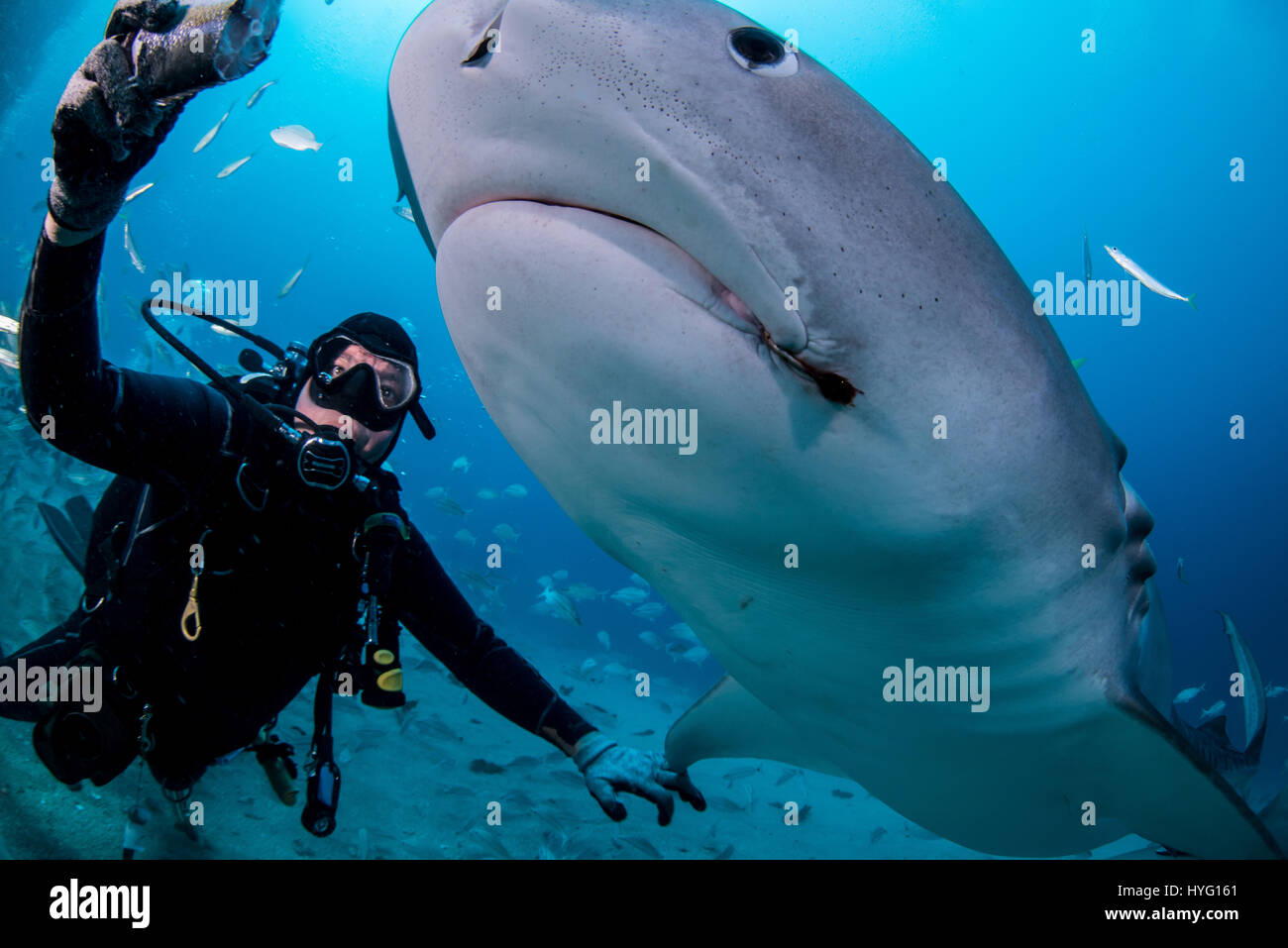 Giove in Florida, TIGER BEACH BAHAMAS: Foto del subacqueo cercando di feed TIGER SHARK. Tenendo un piede di sedici-lungo tiger shark nelle sue mani un coraggioso British subacqueo può essere visto posizionando il predatore selvatico in un sogno come la trance di novanta piedi sott'acqua. Con solo un paio di pollici tra di loro, il subacqueo tratti e allevia lo squalo in una procedura chiamata "immobilità tonica", spesso usato per calmare gli squali al fine di rimuovere i ganci dalle loro bocche o gola. Altre foto evidenziare gli affilati denti all'interno di entrambi i tigre e gli squali limone' bocche mentre la mano del subacqueo alimenta alcune chicche pescoso. Essi possono essere un Foto Stock