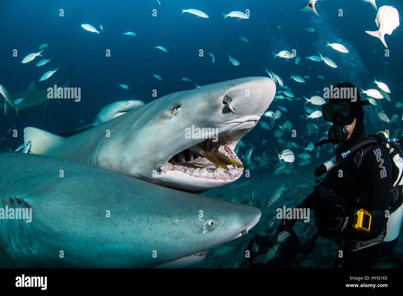 Giove in Florida, TIGER BEACH BAHAMAS: Foto di squali sciamare verso il cibo e huddling round subacqueo. Tenendo un piede di sedici-lungo tiger shark nelle sue mani un coraggioso British subacqueo può essere visto posizionando il predatore selvatico in un sogno come la trance di novanta piedi sott'acqua. Con solo un paio di pollici tra di loro, il subacqueo tratti e allevia lo squalo in una procedura chiamata "immobilità tonica", spesso usato per calmare gli squali al fine di rimuovere i ganci dalle loro bocche o gola. Altre foto evidenziare gli affilati denti all'interno di entrambi i tigre e gli squali limone' bocche mentre la mano del subacqueo alimenta alcuni pesci Foto Stock