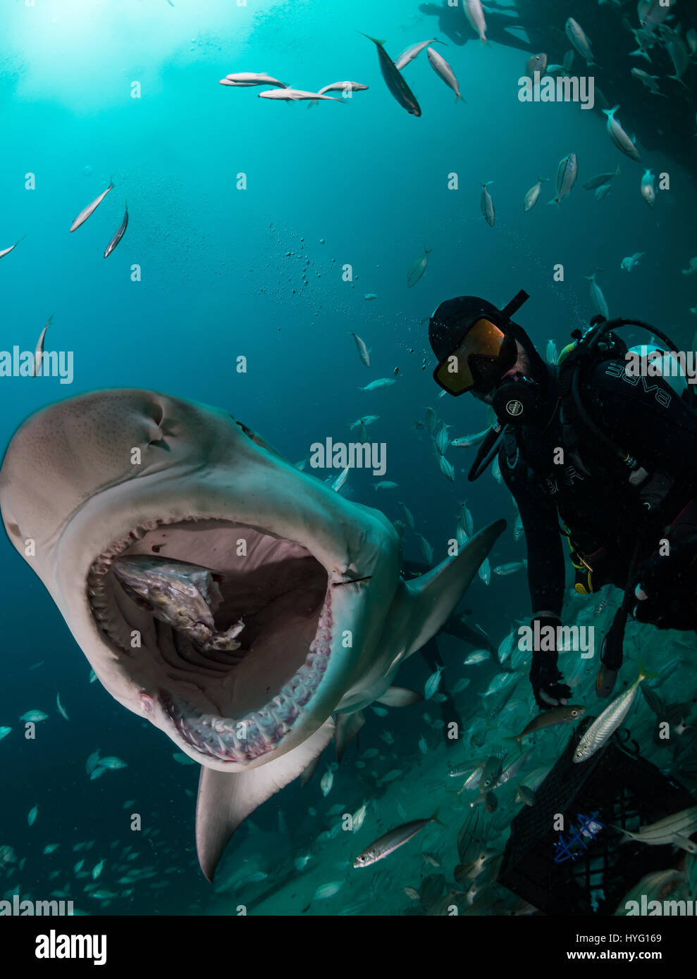 Giove in Florida, TIGER BEACH BAHAMAS: Shot di pesce dentro la bocca degli squali. Tenendo un piede di sedici-lungo tiger shark nelle sue mani un coraggioso British subacqueo può essere visto posizionando il predatore selvatico in un sogno come la trance di novanta piedi sott'acqua. Con solo un paio di pollici tra di loro, il subacqueo tratti e allevia lo squalo in una procedura chiamata "immobilità tonica", spesso usato per calmare gli squali al fine di rimuovere i ganci dalle loro bocche o gola. Altre foto evidenziare gli affilati denti all'interno di entrambi i tigre e gli squali limone' bocche mentre la mano del subacqueo alimenta alcune chicche pescoso. Essi possono anche Foto Stock