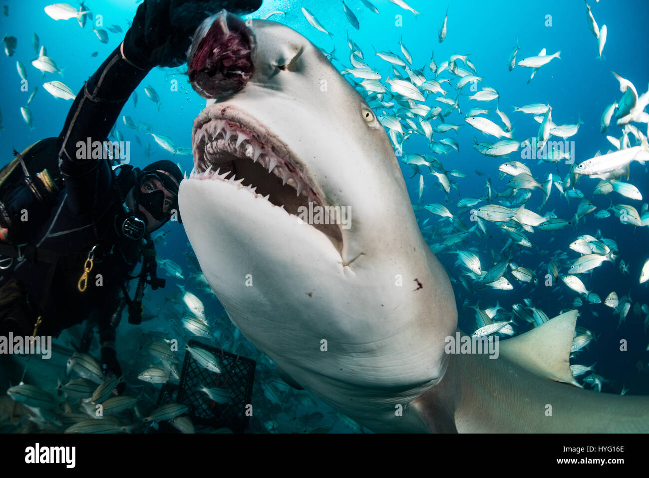 Giove in Florida, TIGER BEACH BAHAMAS: subacqueo pesce penzolanti nella parte anteriore della bocca degli squali. Tenendo un piede di sedici-lungo tiger shark nelle sue mani un coraggioso British subacqueo può essere visto posizionando il predatore selvatico in un sogno come la trance di novanta piedi sott'acqua. Con solo un paio di pollici tra di loro, il subacqueo tratti e allevia lo squalo in una procedura chiamata "immobilità tonica", spesso usato per calmare gli squali al fine di rimuovere i ganci dalle loro bocche o gola. Altre foto evidenziare gli affilati denti all'interno di entrambi i tigre e gli squali limone' bocche mentre la mano del subacqueo alimenta alcune chicche pescoso. Essi ca Foto Stock