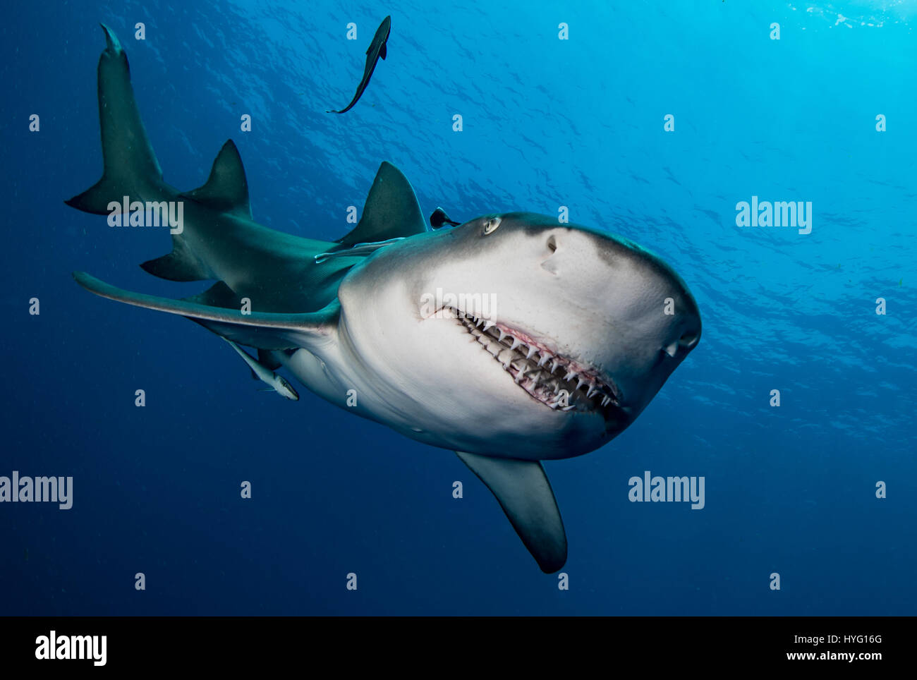 Giove in Florida, TIGER BEACH BAHAMAS: Deadly laterale ad angolo colpo di squalo. Tenendo un piede di sedici-lungo tiger shark nelle sue mani un coraggioso British subacqueo può essere visto posizionando il predatore selvatico in un sogno come la trance di novanta piedi sott'acqua. Con solo un paio di pollici tra di loro, il subacqueo tratti e allevia lo squalo in una procedura chiamata "immobilità tonica", spesso usato per calmare gli squali al fine di rimuovere i ganci dalle loro bocche o gola. Altre foto evidenziare gli affilati denti all'interno di entrambi i tigre e gli squali limone' bocche mentre la mano del subacqueo alimenta alcune chicche pescoso. Essi possono anche essere vedere Foto Stock