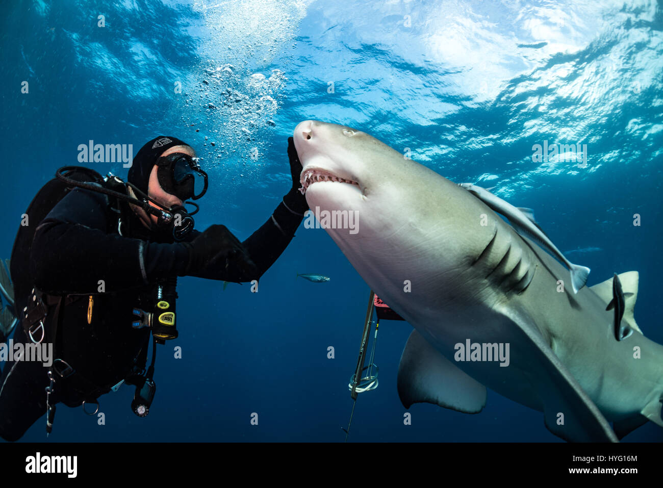 Giove in Florida, TIGER BEACH BAHAMAS: Diver accarezzare squali. Tenendo un piede di sedici-lungo tiger shark nelle sue mani un coraggioso British subacqueo può essere visto posizionando il predatore selvatico in un sogno come la trance di novanta piedi sott'acqua. Con solo un paio di pollici tra di loro, il subacqueo tratti e allevia lo squalo in una procedura chiamata "immobilità tonica", spesso usato per calmare gli squali al fine di rimuovere i ganci dalle loro bocche o gola. Altre foto evidenziare gli affilati denti all'interno di entrambi i tigre e gli squali limone' bocche mentre la mano del subacqueo alimenta alcune chicche pescoso. Essi possono anche essere visto giocare w Foto Stock
