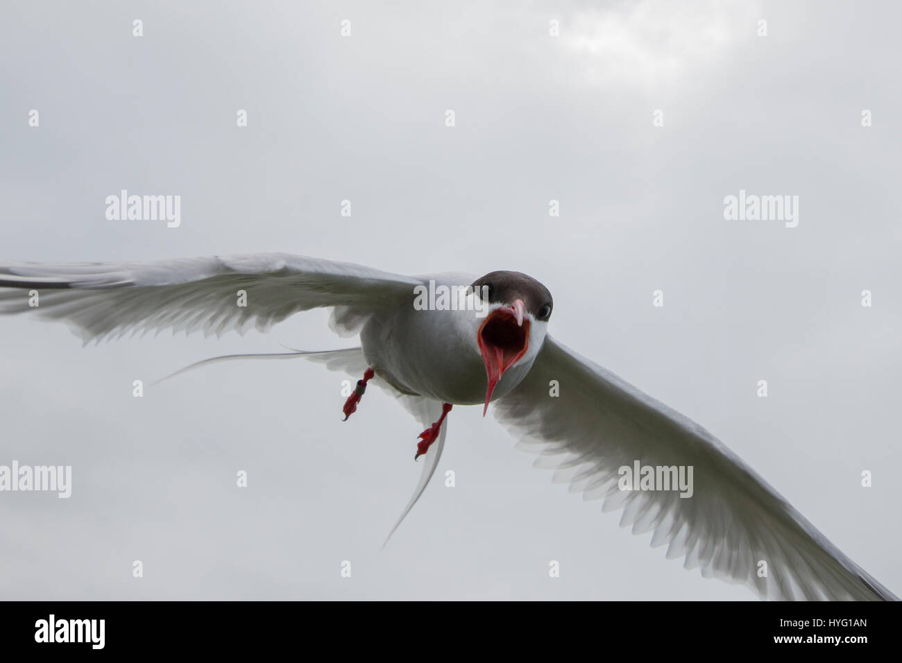 Uno sfortunato fotografo aveva a vivere attraverso una vita reale versione del popolare gioco di video e film franchise Angry Birds dopo che egli fu attaccato da alcuni barrata-off sterne. La scatti cattura uccelli piombando giù come provano e attaccare la telecamera e l'uomo dietro la lente. Tattoo Artist Rob Bates (32) da Sheffield, è stato impostato su sul farne isole al largo della costa della Northumbria come egli ha tentato di fotografare i puffini. Rob ha spiegato cosa stava pensando come gli uccelli dive-bombardato lui in scene che ricorda di Alfred Hitchcock 1952 classico del film Gli Uccelli. Foto Stock