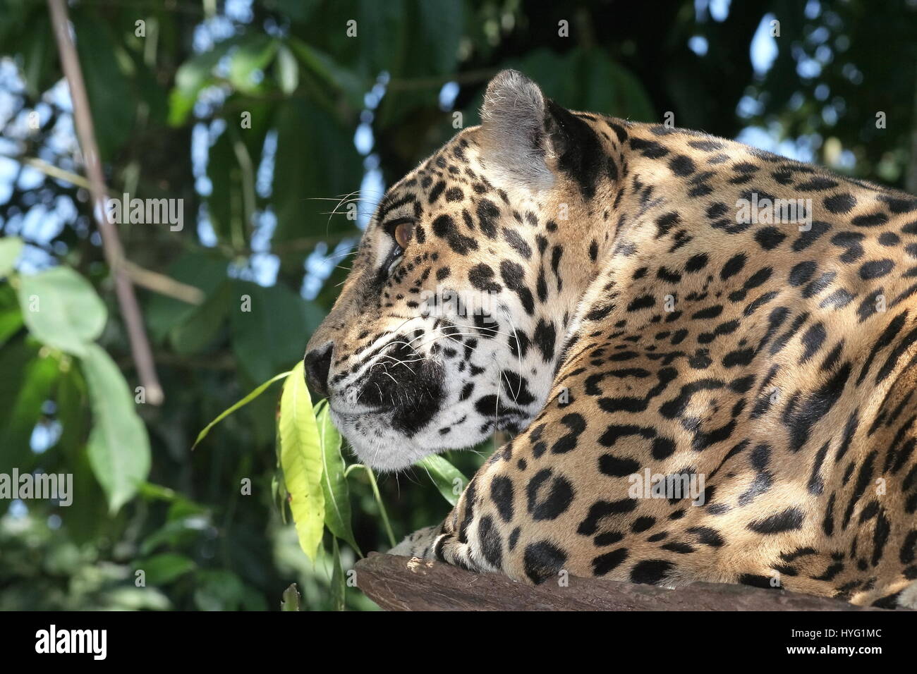 JAGUAR Panthera onca Foto Stock