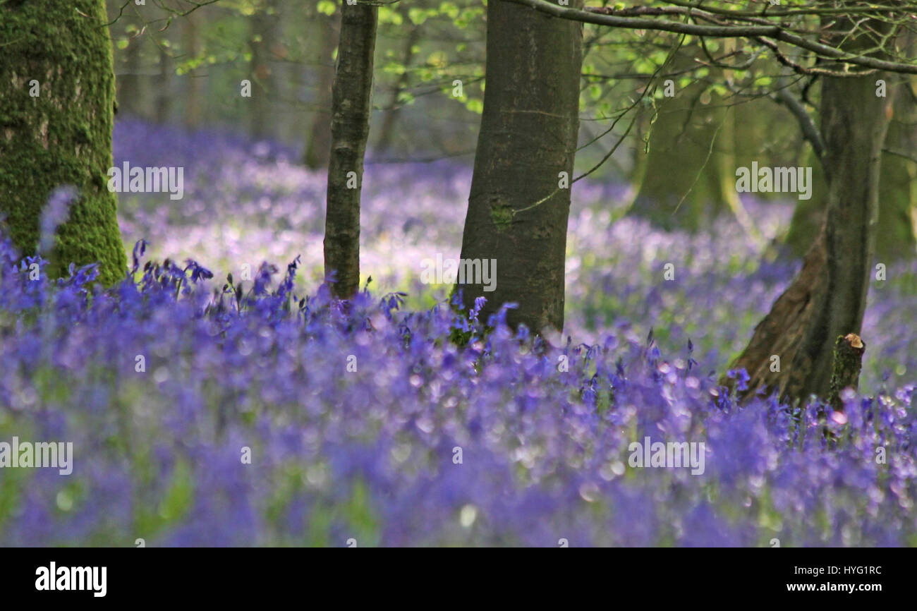 Foresta di Dean, UK: Un tappeto luscious di bluebells ha coperto la Foresta di Dean in modo spettacolare. Le immagini mostrano il muschio coperto tronchi di alberi completamente circondato da un mare di blu e verde da queste primavera tempo preferiti. Foto Stock