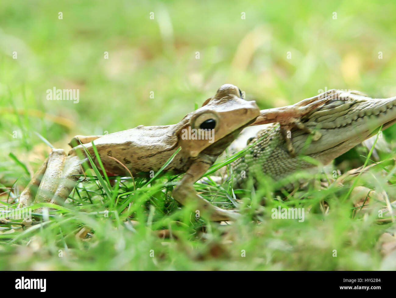 JAVA, INDONESIA: il momento incredibile un baby coccodrillo ha deciso di salire sulla testa di un malcapitato frog è stata catturata da un timore reverenziale-colpito l'industria manager. In una mossa che i più esperti di naturalista troverebbe straordinario, questo piede-lungo coccodrillo baby può essere visto clambering sul retro di Iavan treefrog, che hanno trasformato le tabelle su questo normalmente temibile predatore montando il rettile alla testa. Responsabile locale tanto Yensen (36) ha preso la foto mentre cammini in Tangerang, Indonesia. Foto Stock