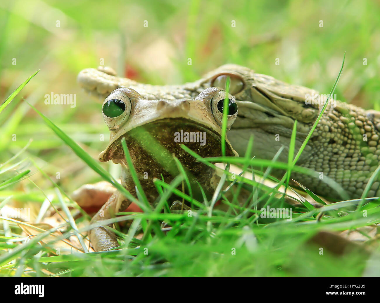 JAVA, INDONESIA: il momento incredibile un baby coccodrillo ha deciso di salire sulla testa di un malcapitato frog è stata catturata da un timore reverenziale-colpito l'industria manager. In una mossa che i più esperti di naturalista troverebbe straordinario, questo piede-lungo coccodrillo baby può essere visto clambering sul retro di Iavan treefrog, che hanno trasformato le tabelle su questo normalmente temibile predatore montando il rettile alla testa. Responsabile locale tanto Yensen (36) ha preso la foto mentre cammini in Tangerang, Indonesia. Foto Stock