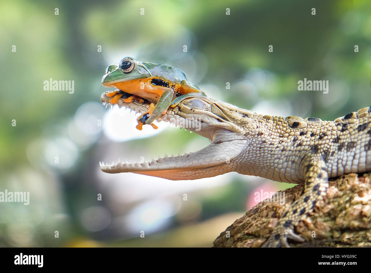 JAKARTA, Indonesia: un audace frog è stato strappato a giocare con le ganasce della morte. Le immagini mostrano questo ignaro anfibio appollaiato sulla cima di un coccodrillo di acqua salata al naso con le sue mani nella sua bocca. Una mossa falsa e che avrebbe potuto essere la fine per il cordiale Froggy mirror ma notevolmente il tipo croc ha deciso di stringere un amicizia piuttosto che rendere la rana il suo pranzo. Trainer gestione Dewi Probyn (35), dal Sud Tangerang, Indonesia è stato abbastanza fortunato da avere la sua fotocamera in standby per scattare questo singolare incontro a Jakarta. Foto Stock