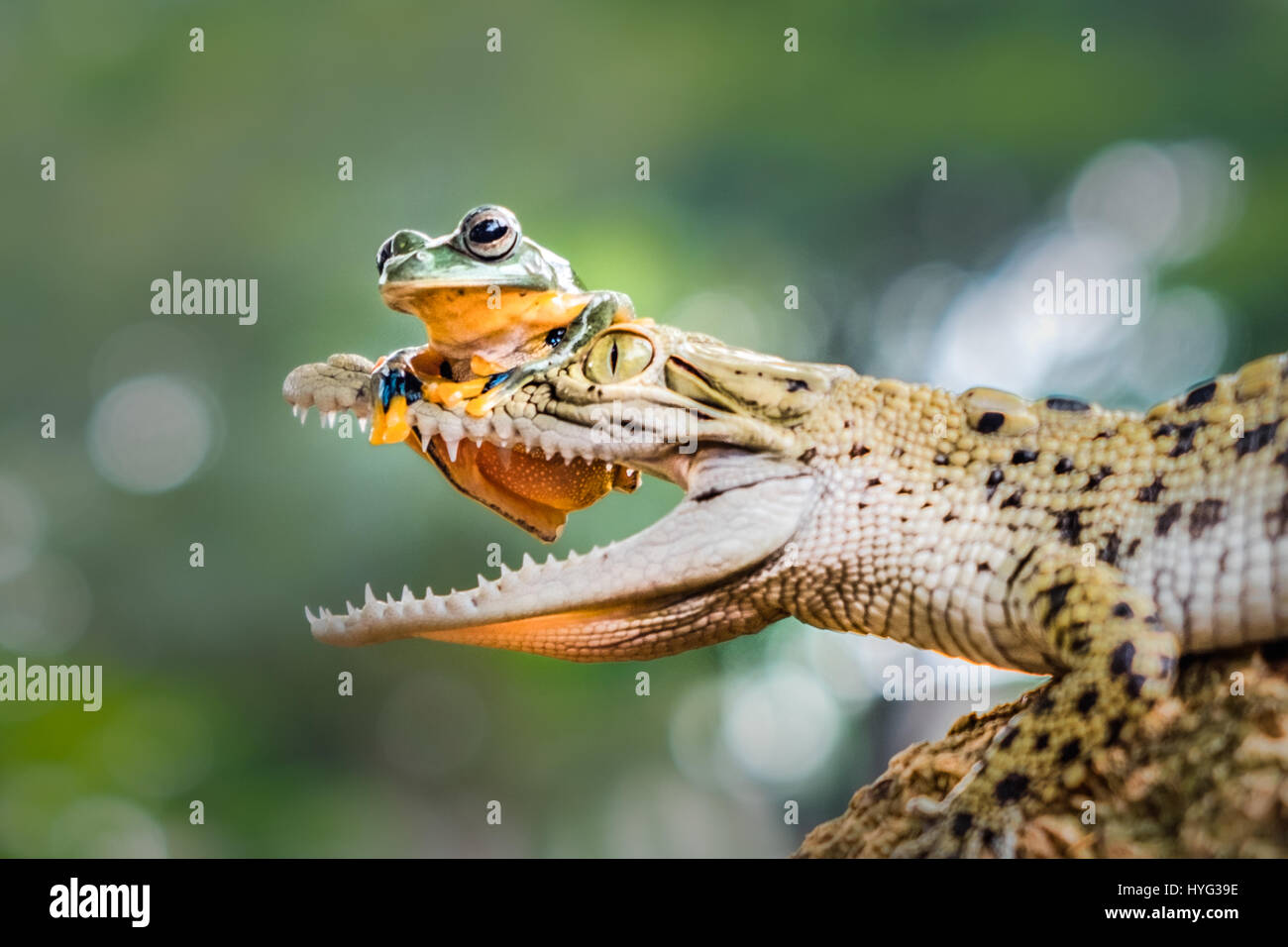 JAKARTA, Indonesia: un audace frog è stato strappato a giocare con le ganasce della morte. Le immagini mostrano questo ignaro anfibio appollaiato sulla cima di un coccodrillo di acqua salata al naso con le sue mani nella sua bocca. Una mossa falsa e che avrebbe potuto essere la fine per il cordiale Froggy mirror ma notevolmente il tipo croc ha deciso di stringere un amicizia piuttosto che rendere la rana il suo pranzo. Trainer gestione Dewi Probyn (35), dal Sud Tangerang, Indonesia è stato abbastanza fortunato da avere la sua fotocamera in standby per scattare questo singolare incontro a Jakarta. Foto Stock