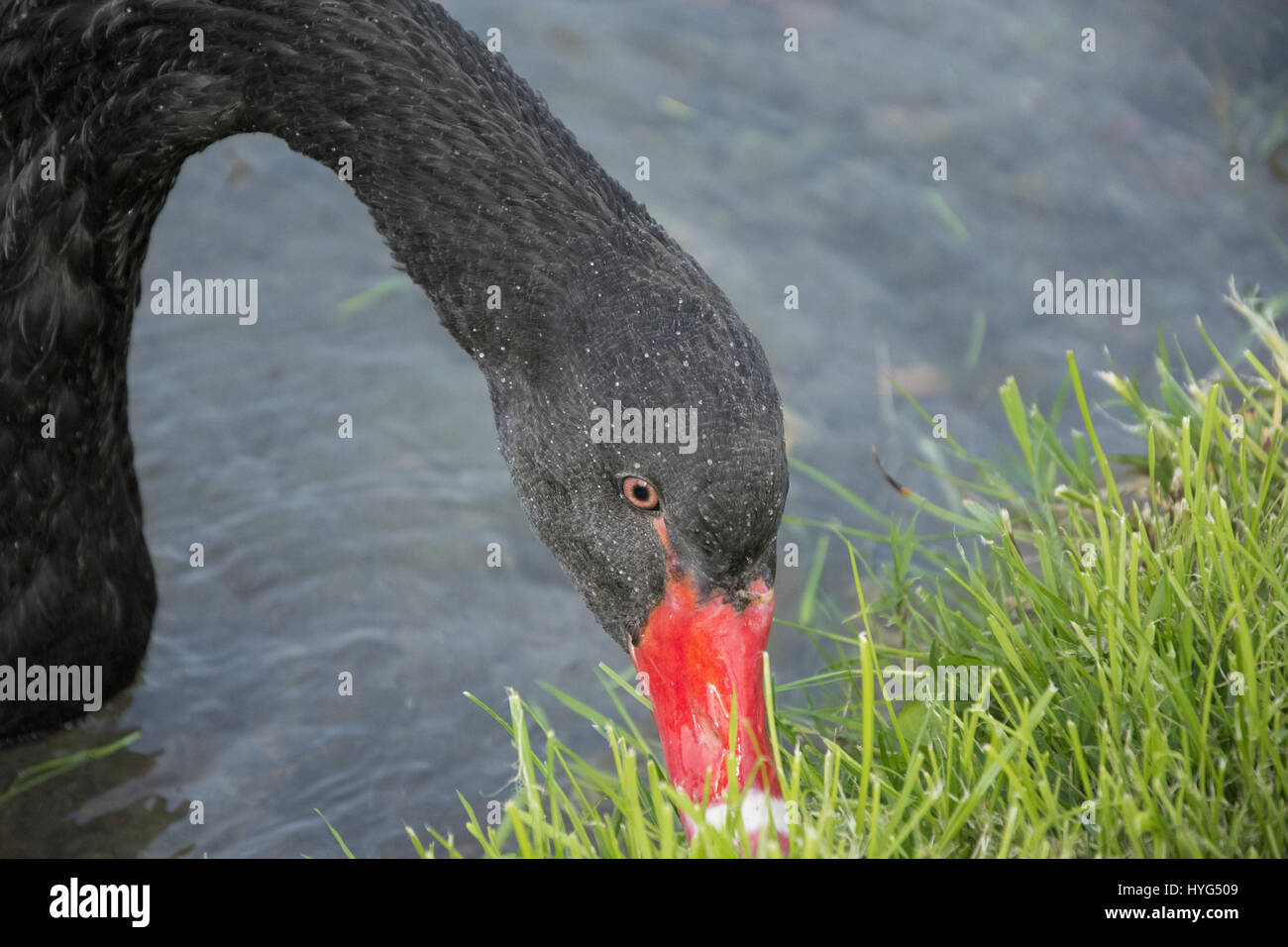 Bella Black Swan mangiare erba al mattino Foto Stock