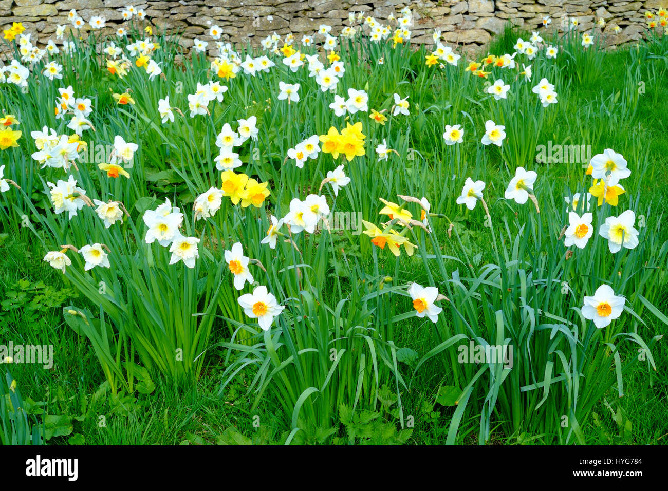 La molla narcisi e narcisi che crescono in un giardino dello Yorkshire con una stalattite parete dietro. Foto Stock