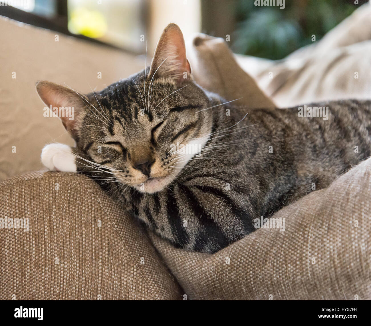 Gatto dorme sul suo Paw Foto Stock