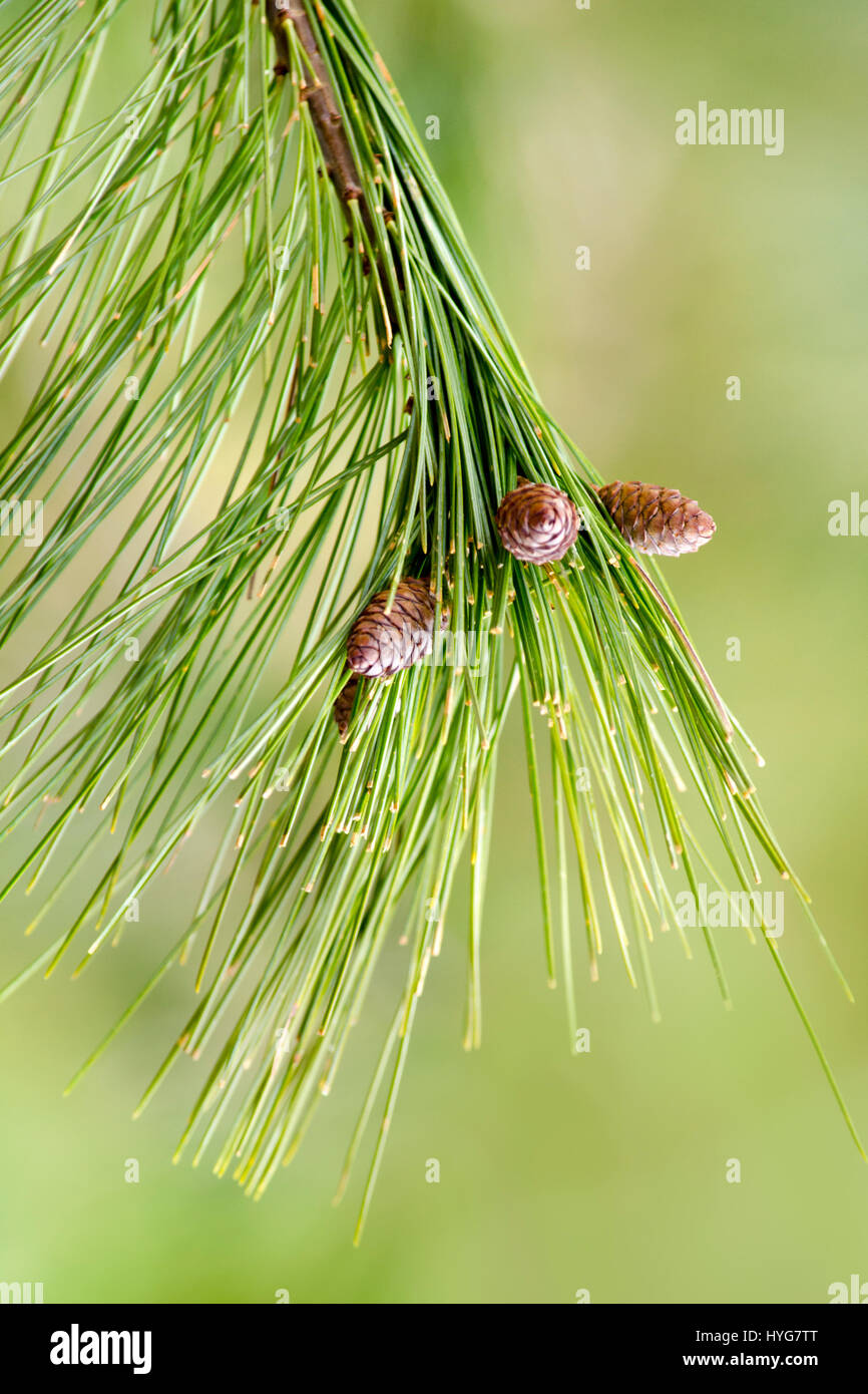 Ramo di pino con aghi verdi e piccole pigne close up. Foto Stock