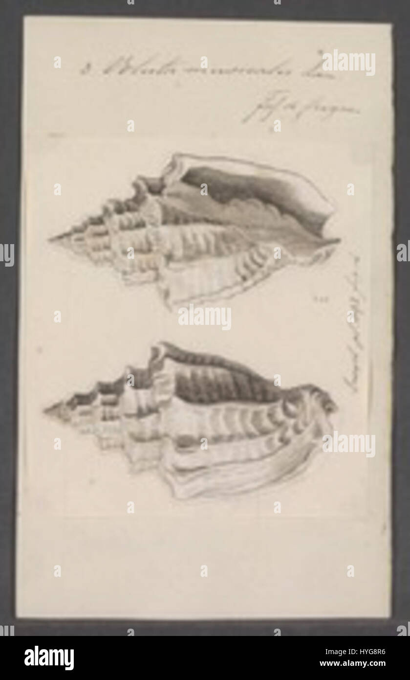 Questa stampa della collezione Iconographia Zoologica presenta una rappresentazione dettagliata della "volta Musicalis", una specie di molluschi marini. Fa parte di una collezione storica che mostra illustrazioni zoologiche. Foto Stock