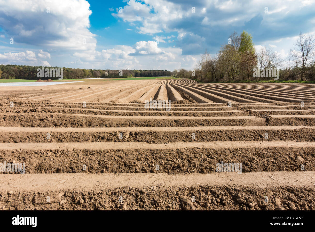 Campo di asparagi con ben strutturata di terra e cielo blu Foto Stock