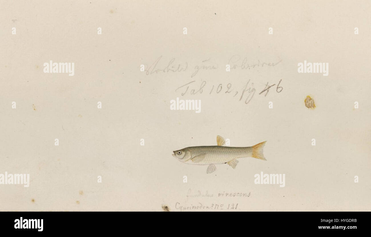 Questo disegno a matita e acquerello di Kawahara Keiga del 1823-1829 raffigura la piccola specie di pesci Pseudorasbora parva. L'opera fa parte della collezione Siebold, che mostra lo studio meticoloso di Keiga sulla flora e la fauna giapponesi. Foto Stock