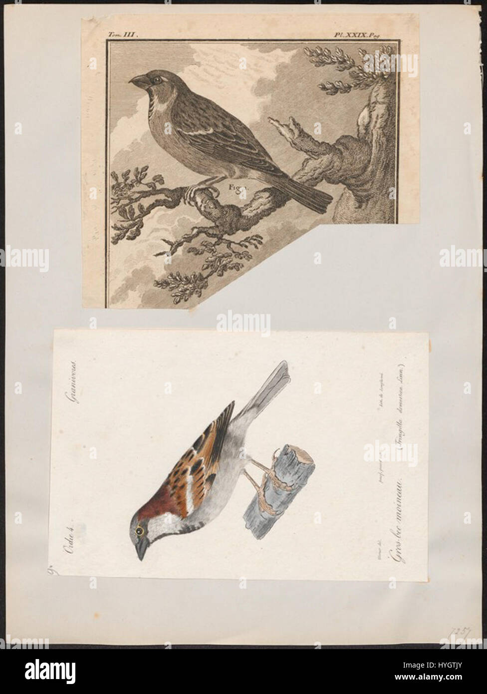 Questa immagine raffigura una stampa del passero di casa (Passer domesticus) del periodo tra il 1700 e il 1880. Parte della collezione "Iconographia Zoologica" dell'Università di Amsterdam, fornisce un'illustrazione dettagliata di questa specie di uccelli comune, significativa negli studi zoologici. Foto Stock
