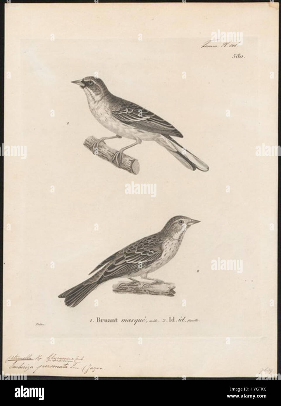 Questa stampa del 1700-1880 di Citrinella personata della collezione "Iconographia Zoologica" dell'Università di Amsterdam raffigura un'illustrazione dettagliata della cavalletta mascherata. La stampa è un'opera zoologica significativa del XVIII e XIX secolo. Foto Stock