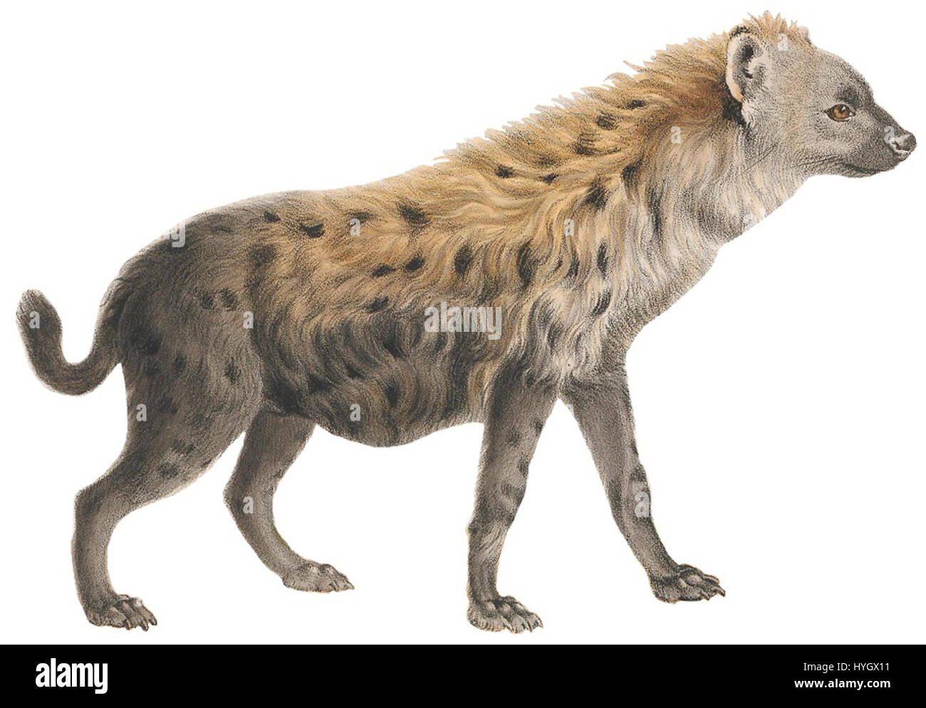 Questa stampa di Hyaena maculata, o iena maculata, dal 1818 al 1842, fa parte della collezione Iconographia Zoologica dell'Università di Amsterdam. La stampa descrive in dettaglio le caratteristiche distintive della iena, mostrando il suo caratteristico motivo e la sua posizione, parte integrante degli studi zoologici durante l'inizio del XIX secolo. Foto Stock