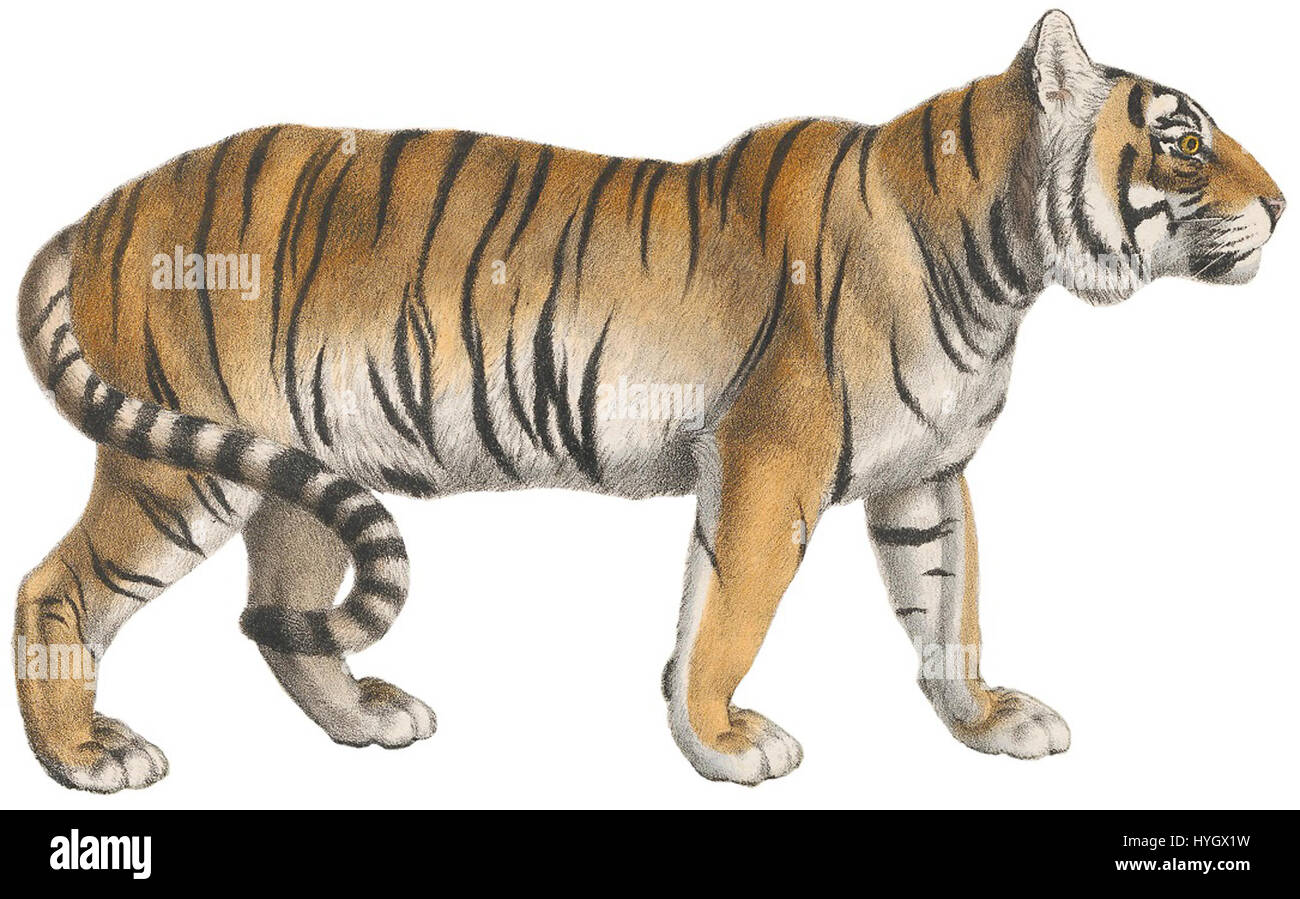 Felis tigris 1818 1842 Stampa Zoologica Iconographia Collezioni Speciali Università di Amsterdam (sfondo bianco) Foto Stock