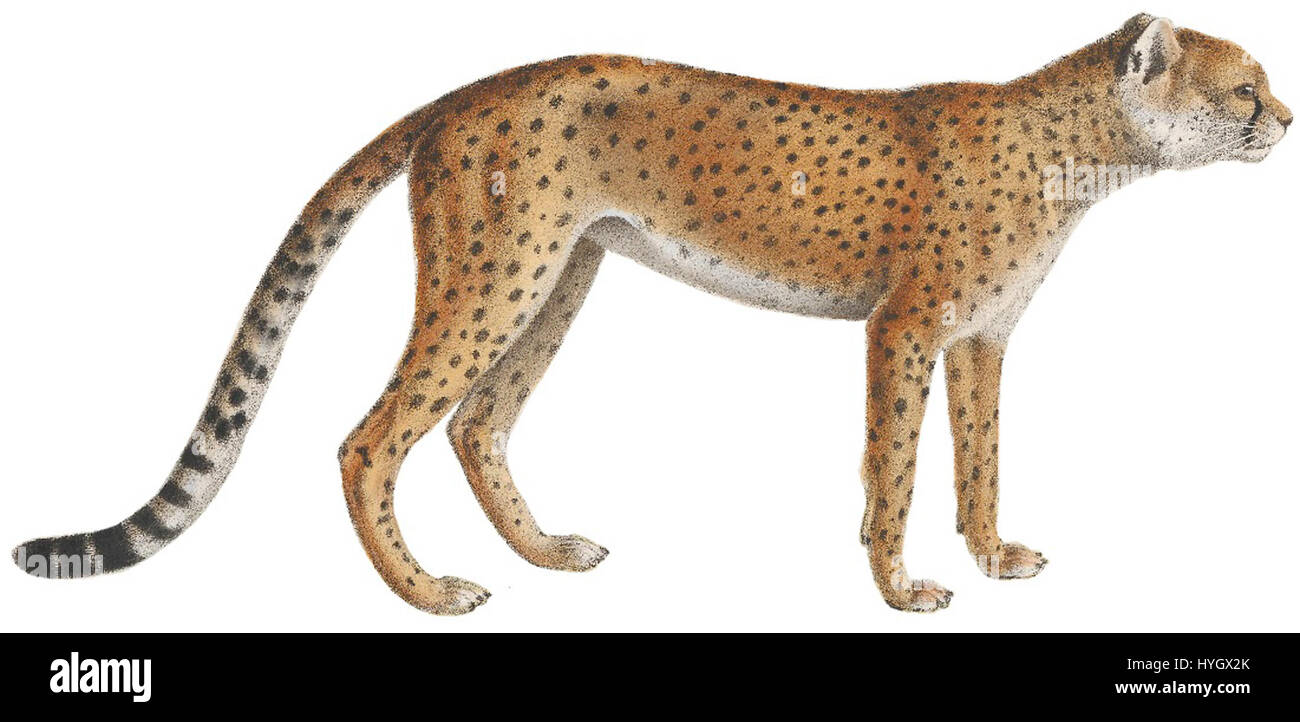 La stampa di "Cynailurus guttata", creata tra il 1818 e il 1842, fa parte della collezione Iconographia Zoologica. L'immagine presenta un'illustrazione dettagliata di questa specie di gatto selvatico, che mostra l'abilità dell'artista nella storia naturale e nell'arte zoologica. Foto Stock
