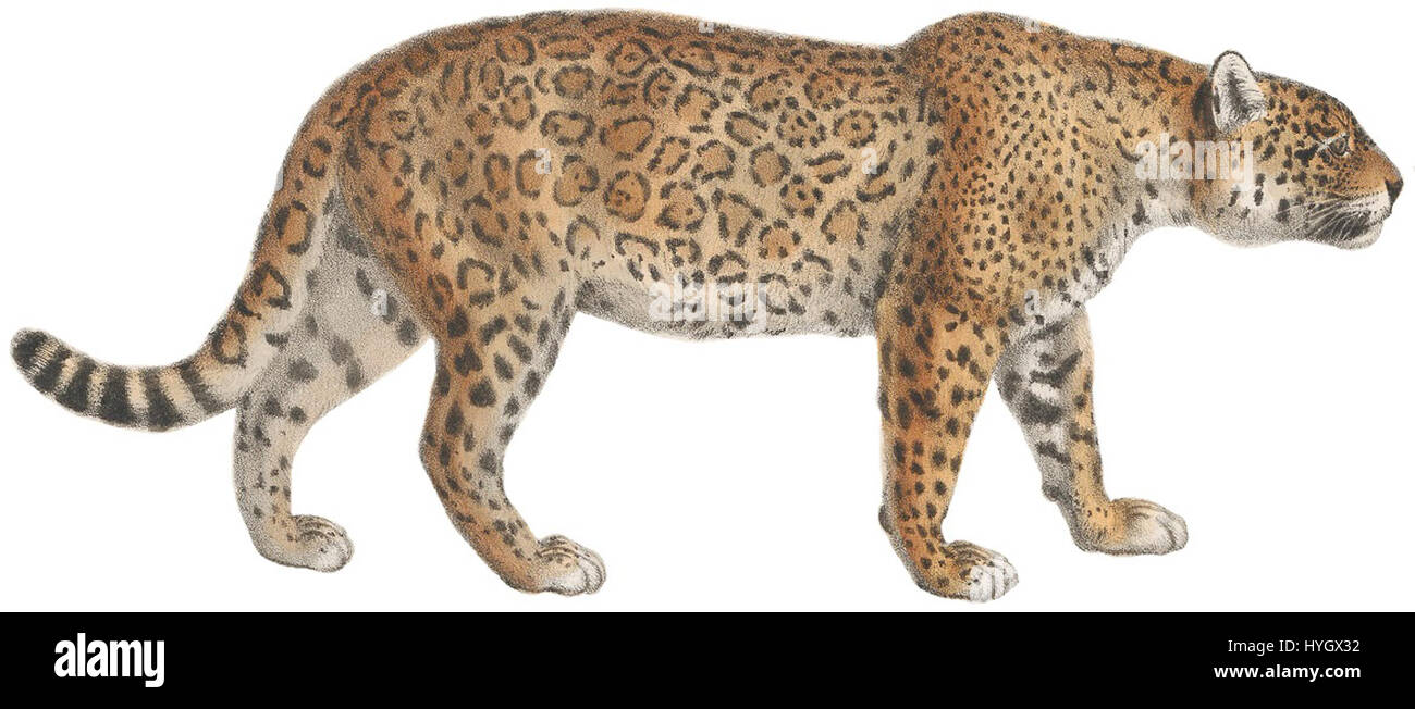 Questa stampa del 1818-1842 della serie Iconographia Zoologica raffigura il giaguaro, o Felis onca. La stampa, conservata nelle collezioni speciali dell'Università di Amsterdam, evidenzia il primo interesse zoologico per le specie animali. Foto Stock