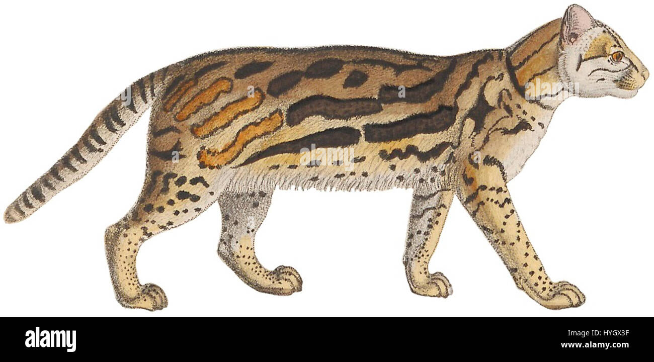 La stampa 'Felis pardalis' del 1834, presente nella collezione Iconographia Zoologica dell'Università di Amsterdam, raffigura una specie di gatto maculato, comunemente nota come ocelot. La stampa è un primo esempio di illustrazione zoologica, concentrandosi sulla rappresentazione accurata della fauna selvatica. Foto Stock