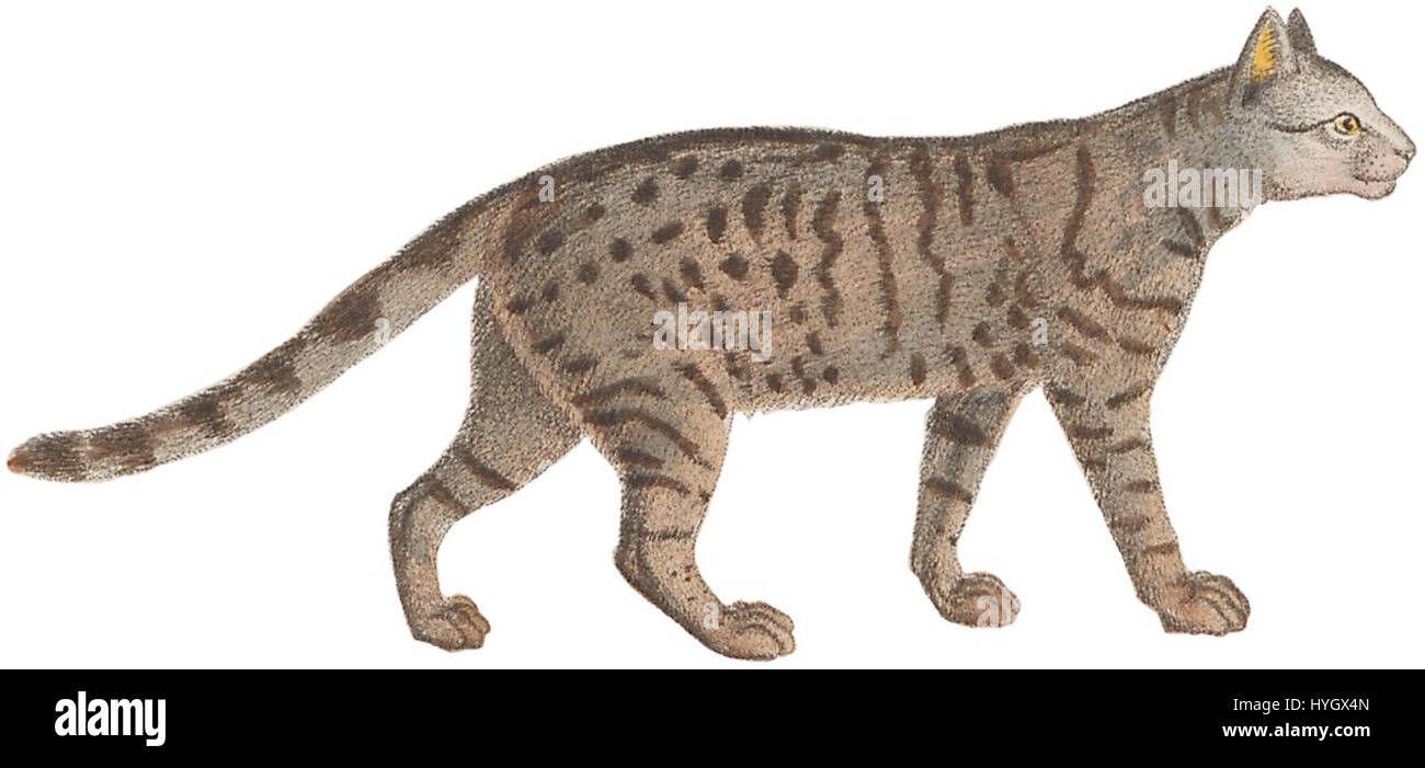 'Felis torquata' del 1834 è una stampa di una specie di gatto selvatico, probabilmente da una collezione zoologica di illustrazioni. Questa stampa fa parte della collezione Iconographia Zoologica ospitata presso l'Università di Amsterdam. Foto Stock