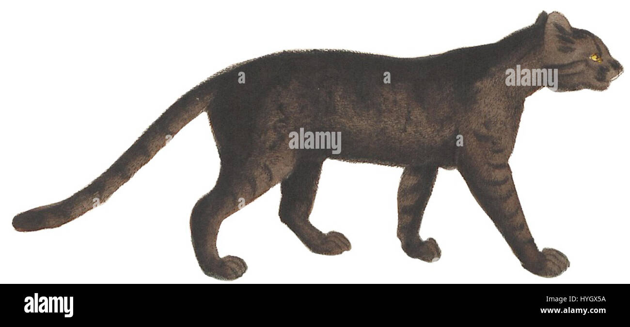 Questa stampa del 1834 di *Felis obscura* fa parte della collezione Iconographia Zoologica dell'Università di Amsterdam. L'illustrazione mostra le specie feline con caratteristiche anatomiche dettagliate, fornendo preziose informazioni sui primi studi zoologici. Foto Stock