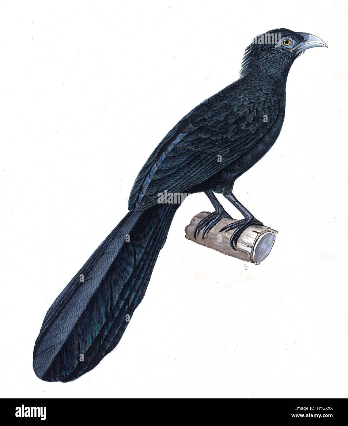 "Centropus menbeki" è un'impronta zoologica del 1825-1838 della coucale di Menbek, una specie di uccelli esotici. La stampa fa parte della collezione "Iconographia Zoologica", che mostra la ricca biodiversità del periodo. Foto Stock