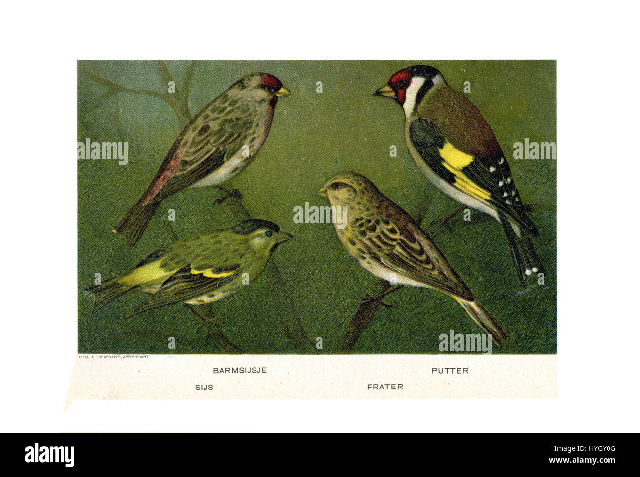 "Vogels door Jan van Oort" si riferisce a un'opera dell'artista Jan van Oort, che probabilmente raffigura uccelli. Il pezzo esemplifica la sua abilità nel catturare la natura e la fauna selvatica, con particolare attenzione agli uccelli nel loro ambiente naturale. Foto Stock