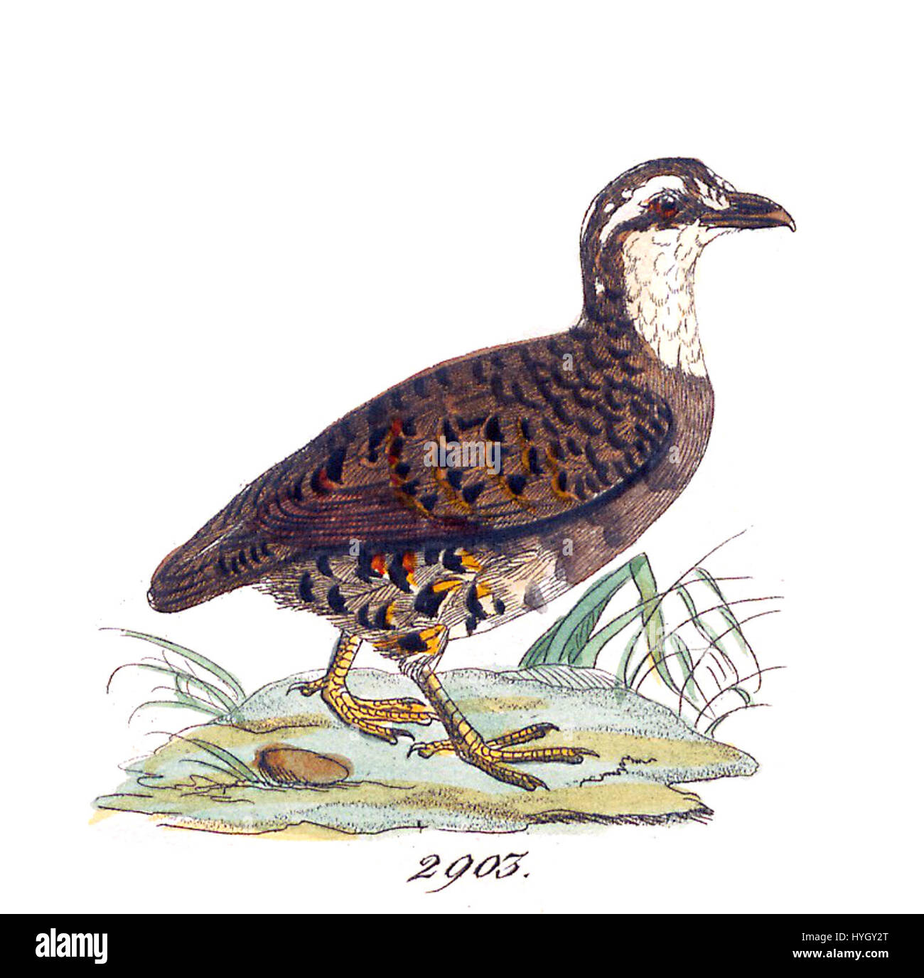 La stampa mostra "Perdix personata", una specie di uccello, della serie "Iconographia Zoologica" (1820-1863), ospitata nelle collezioni speciali dell'Università di Amsterdam. È un esempio di illustrazione zoologica iniziale, con raffigurazioni dettagliate di specie. Foto Stock