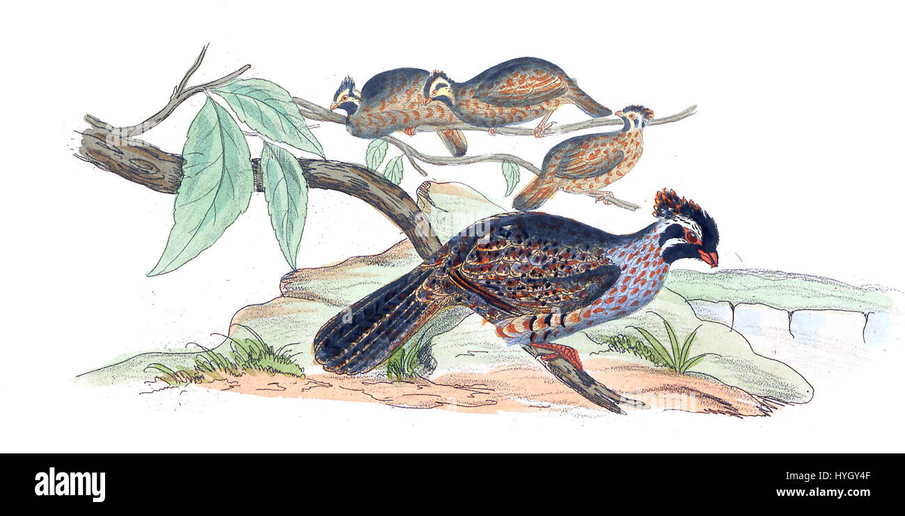 Dendrortyx macrourus è una specie di uccello, storicamente raffigurato nell'Iconographia Zoologica, una collezione di stampe zoologiche. Questo uccello era originario delle Americhe ed è mostrato in stampe dal 1700 al 1880, illustrandone l'aspetto e l'habitat. Foto Stock