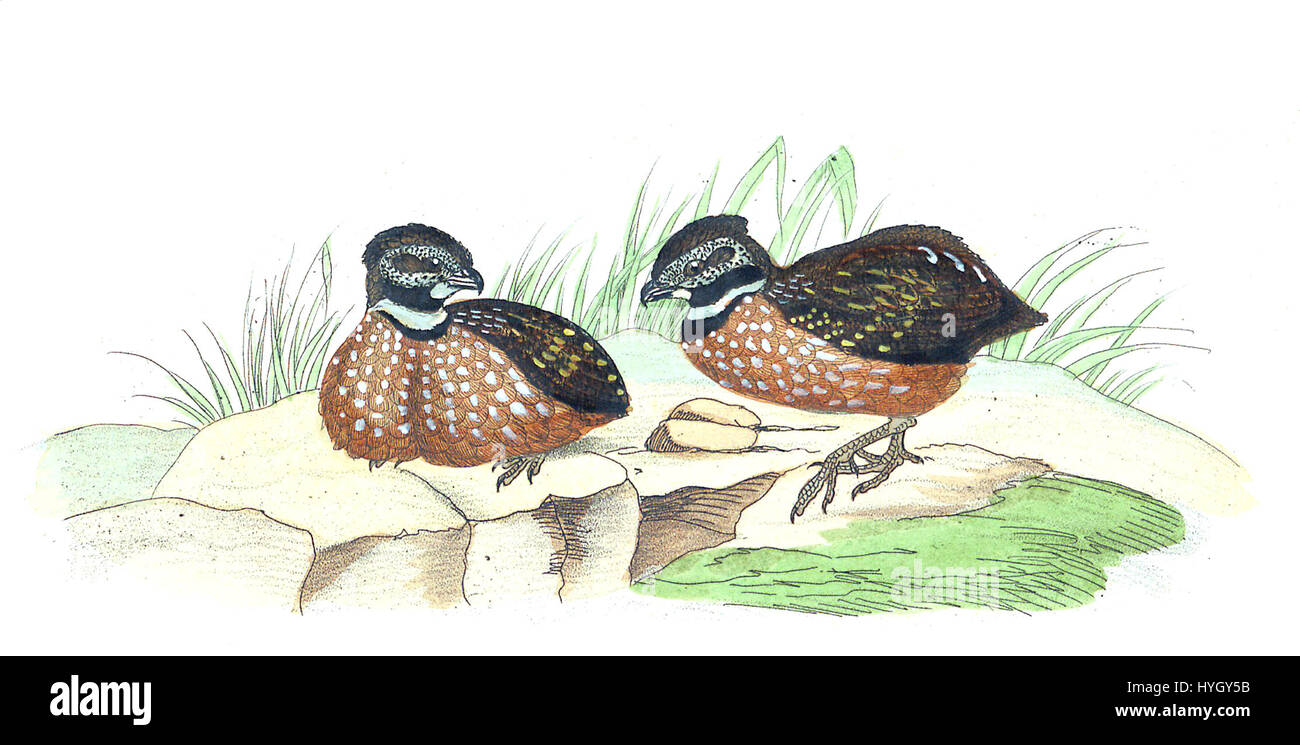 *Odontophorus Strophium* è una specie di uccelli illustrata nell'Iconographia Zoologica* (1820-1863). Questa stampa dettagliata mostra il piumaggio vivace e le caratteristiche uniche dell'uccello, contribuendo allo studio della zoologia e alla documentazione delle specie durante il XIX secolo. Foto Stock