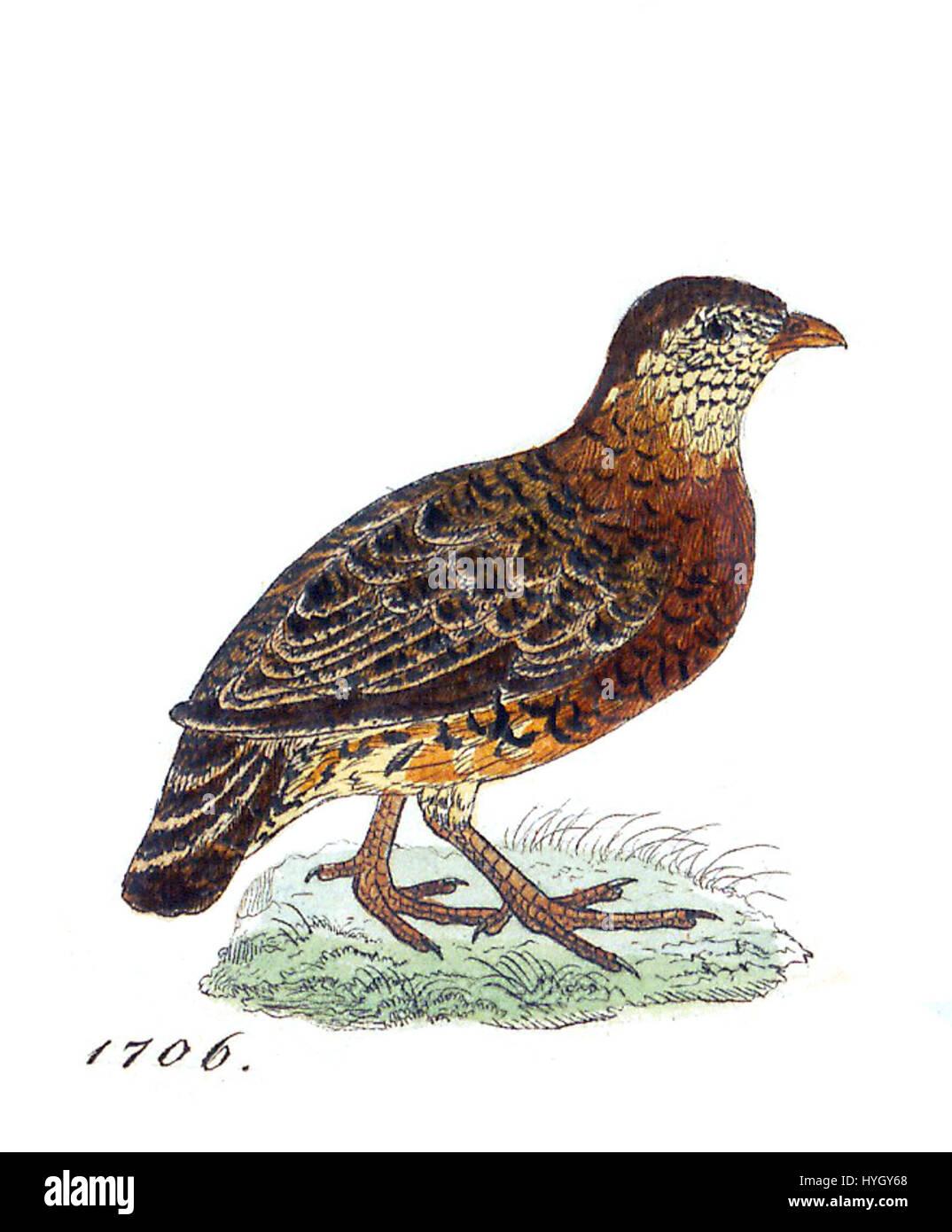 Questa stampa di *Perdix charltoni*, una specie di uccelli, è stata creata tra il 1820-1863 e fa parte della collezione Iconographia Zoologica dell'Università di Amsterdam. Raffigura l'uccello in un'illustrazione dettagliata. Foto Stock