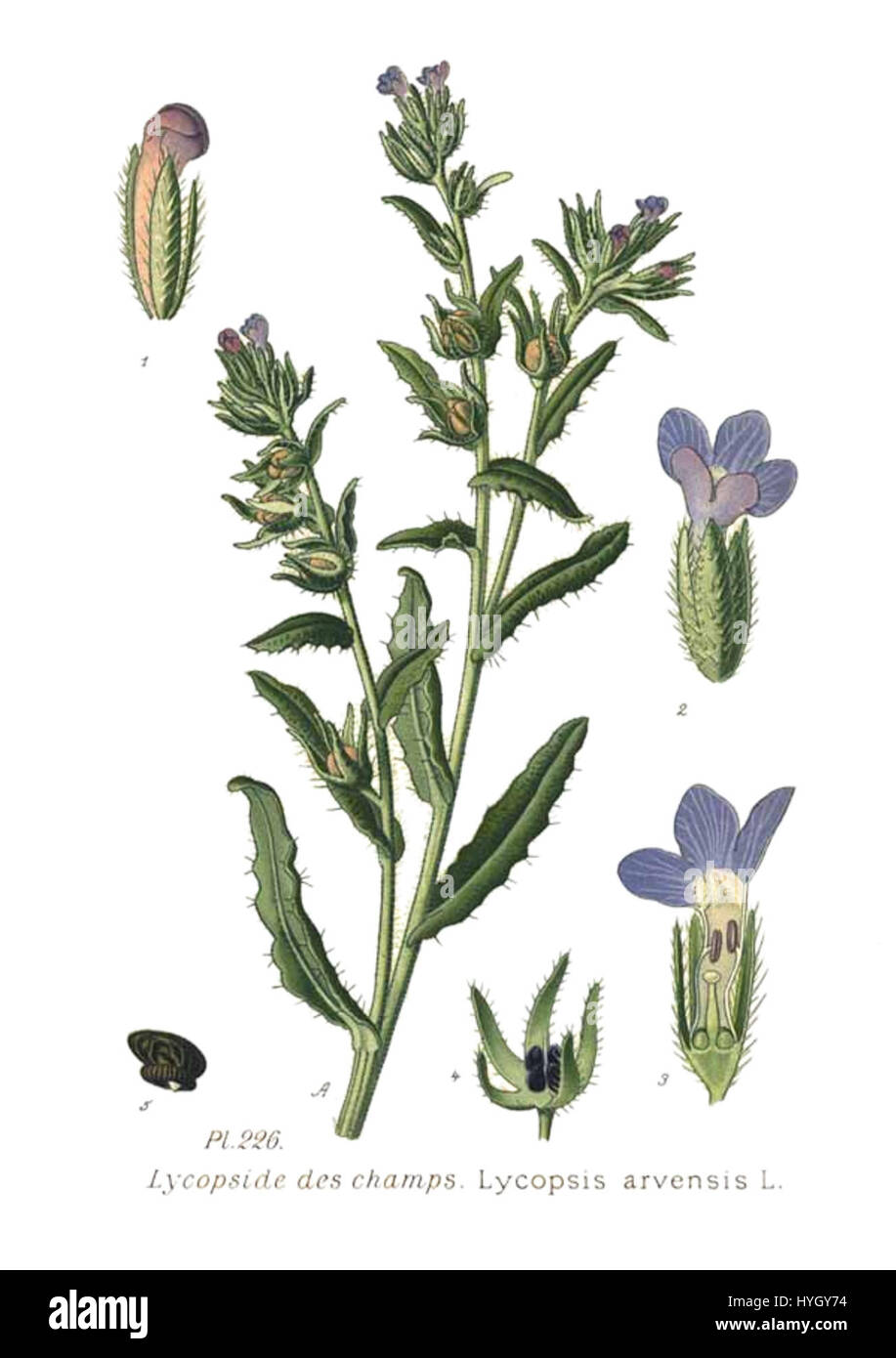 La Lycopsis arvensis, comunemente nota come lingua dei levrieri da campo, è una specie vegetale della famiglia delle Boraginaceae. Si trova nelle regioni europee e asiatiche ed è noto per i suoi piccoli fiori blu e per i suoi usi medicinali. Foto Stock