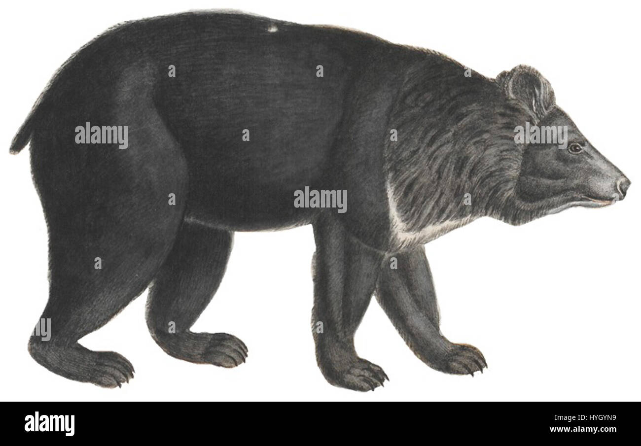 Questa stampa del 1700-1880 di *Ursus thibetanus*, nota anche come l'orso nero asiatico, mostra una rappresentazione zoologica della specie. La stampa faceva parte della collezione *Iconographia Zoologica*, ospitata presso l'Università di Amsterdam. Foto Stock