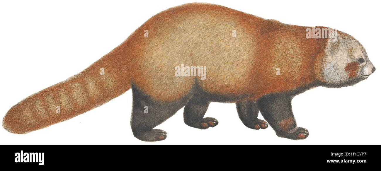 La stampa "Ailurus fulgens" dell'Iconographia Zoologica, risalente al 1700-1880, raffigura il panda rosso, una specie unica e a rischio di estinzione originaria dell'Himalaya e della Cina. Questa stampa fa parte delle collezioni speciali dell'Università di Amsterdam, evidenziando le prime illustrazioni zoologiche. Foto Stock