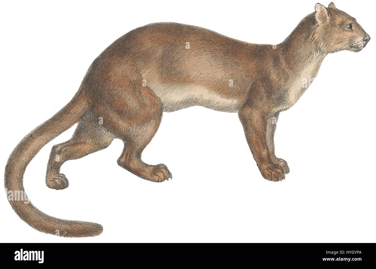 Questa stampa della serie Iconographia Zoologica presenta Cryptoprocta ferox, comunemente noto come fossa, un mammifero carnivoro originario del Madagascar. L'immagine, creata tra il 1700 e il 1880, offre una prima rappresentazione scientifica di questa specie. Foto Stock