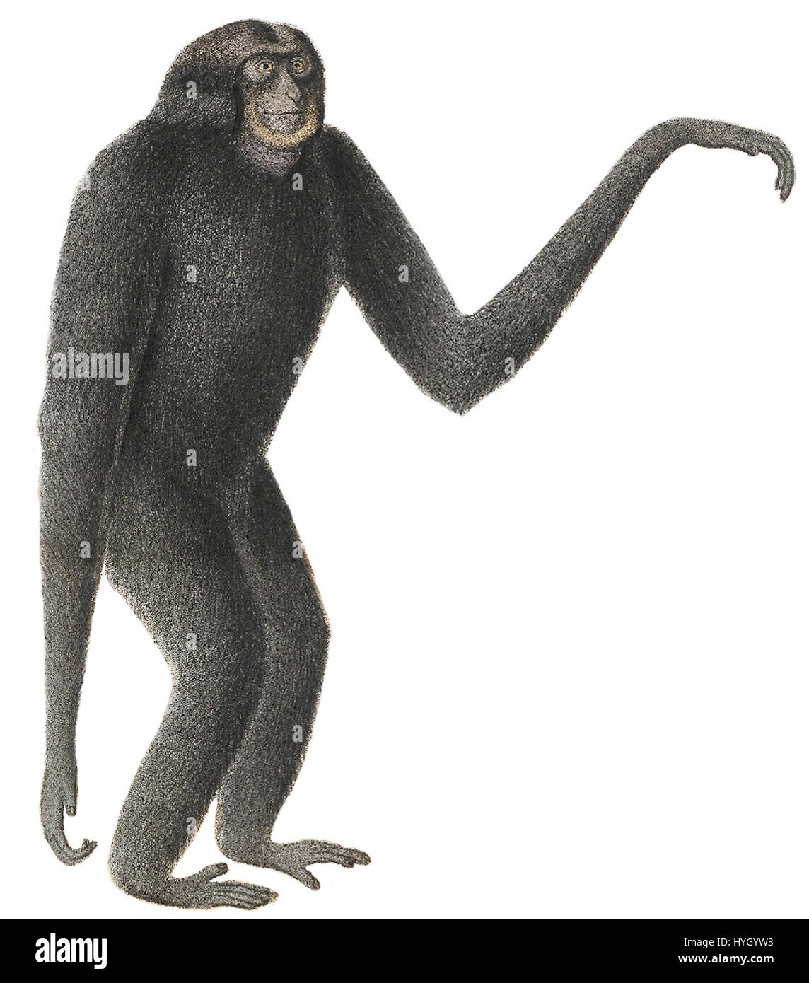 Questa stampa della collezione "Iconographia Zoologica" raffigura il syndactylus Hylobates, noto anche come gibbon dalle guance bianche. La stampa, datata dal 1700 al 1880, mostra le caratteristiche distintive del gibbon come le sue lunghe braccia, il volto bianco e la forma agile, che rappresenta il suo posto nella tassonomia dei primati. Foto Stock