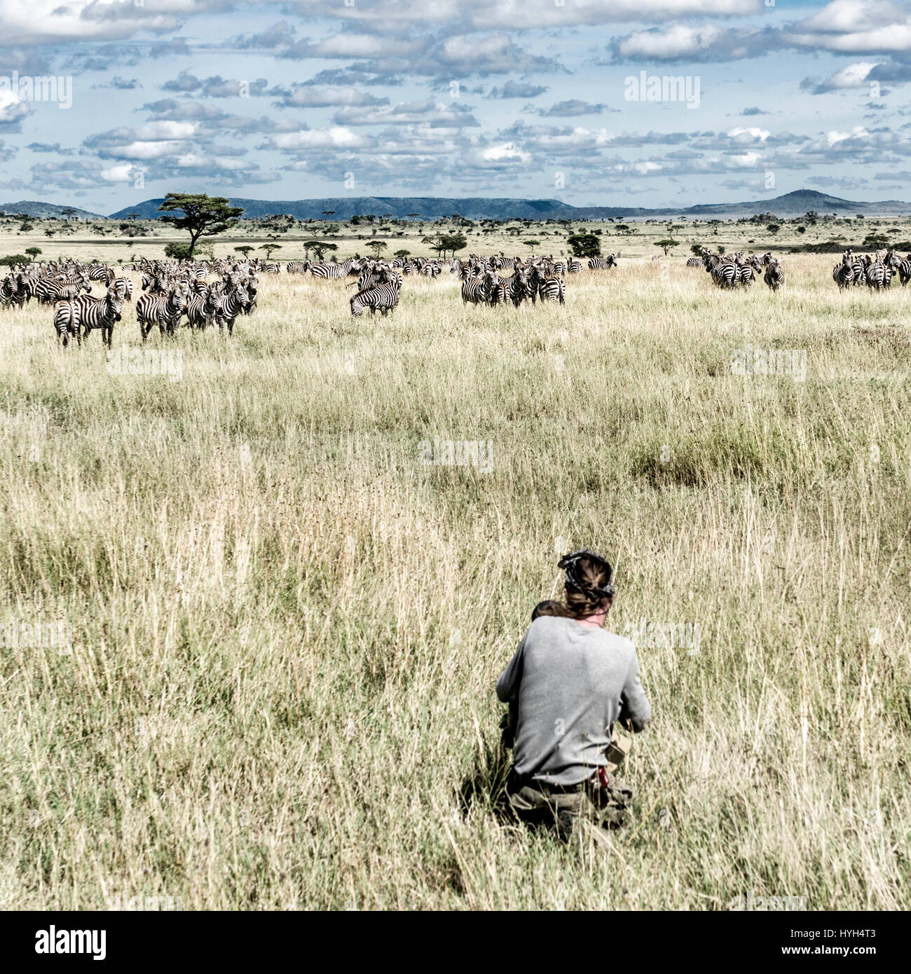 Fotografo e gruppo di zebre nel Parco Nazionale del Serengeti Foto Stock