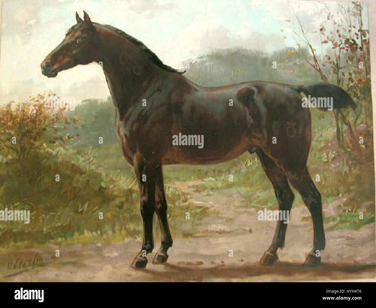 Il cavallo Oldenburger è una razza a sangue caldo tedesca conosciuta per la sua forza, agilità e versatilità. Originariamente allevato per lavori agricoli e per la guida in carrozza, è ora utilizzato principalmente negli sport equestri come il dressage e il salto con gli spettacoli. Foto Stock