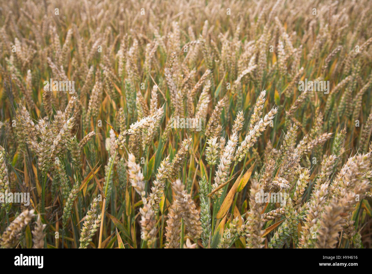 Angolo obliquo vista ravvicinata di est di grano, Suffolk, Inghilterra, Regno Unito Foto Stock