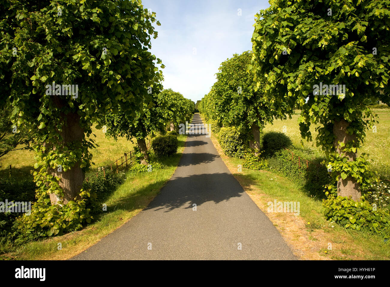 Stretto e lungo viale alberato strada che conduce nella distanza, cimitero road, Wickham Mercato, Suffolk, Inghilterra, Regno Unito Foto Stock