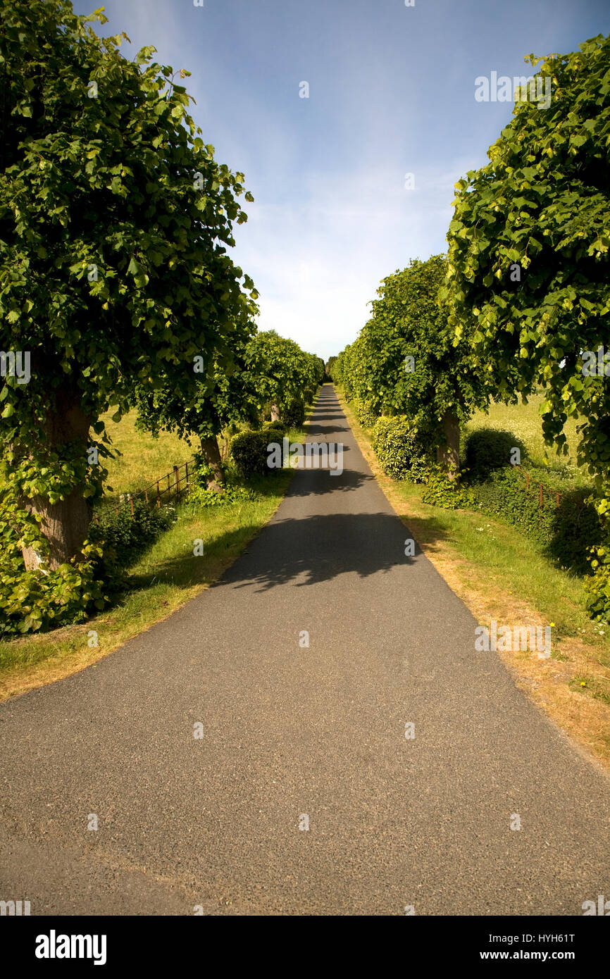 Stretto e lungo viale alberato strada che conduce nella distanza, cimitero road, Wickham Mercato, Suffolk, Inghilterra, Regno Unito Foto Stock