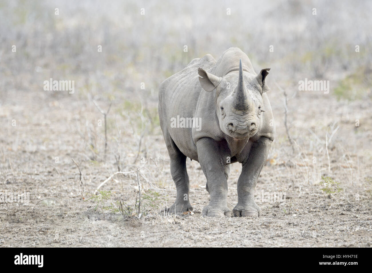 Rinoceronte nero (Diceros simum) permanente sulla savana, guardando la telecamera, Kruger National Park, Sud Africa Foto Stock