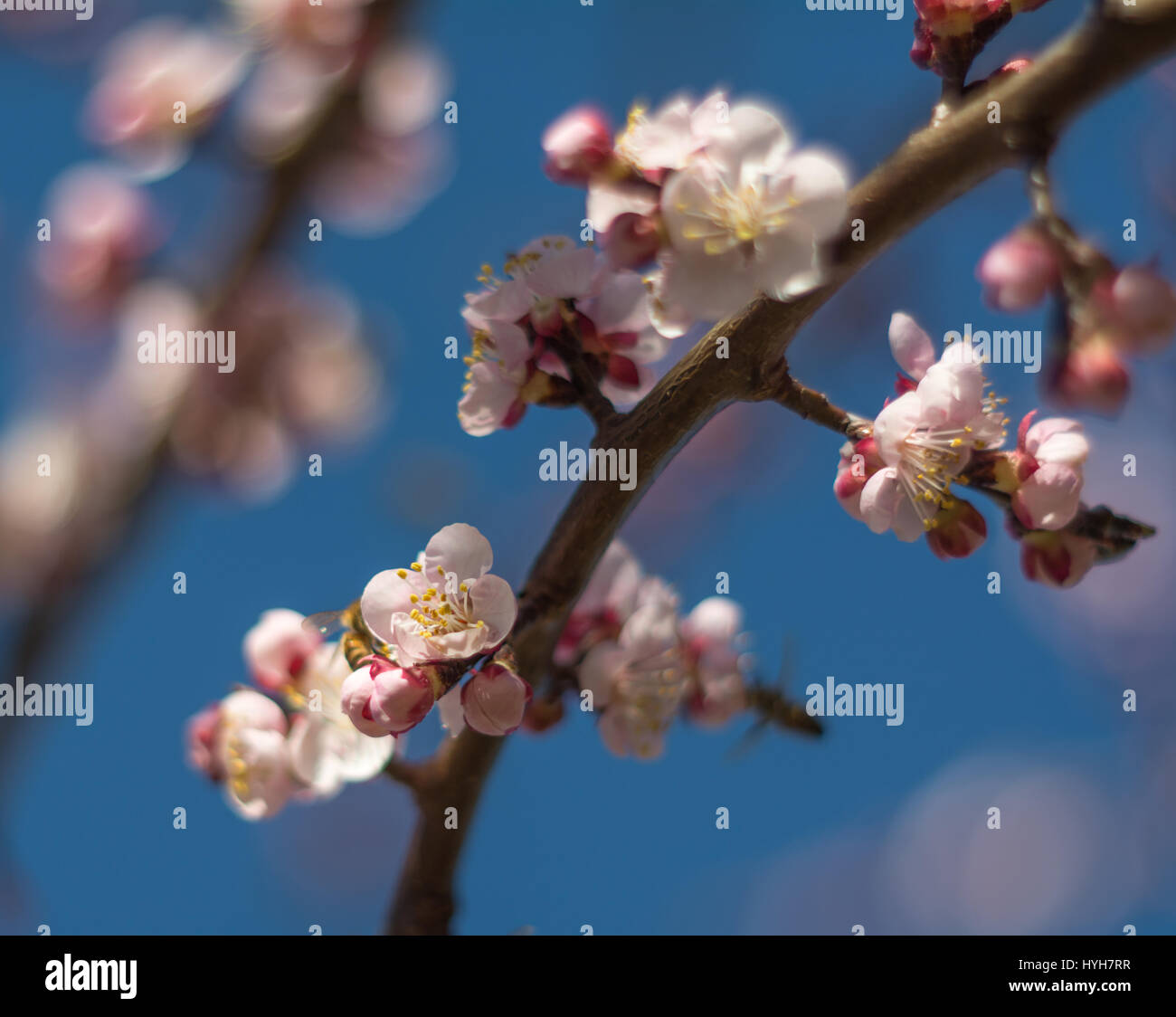 Fiore bianco su rami di albero con sfondo blu cielo- Foto Stock