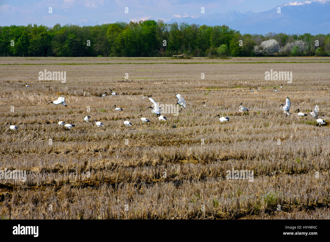 Ibis sacri battenti su un campo di riso in provincia di Vercelli, Italia Foto Stock