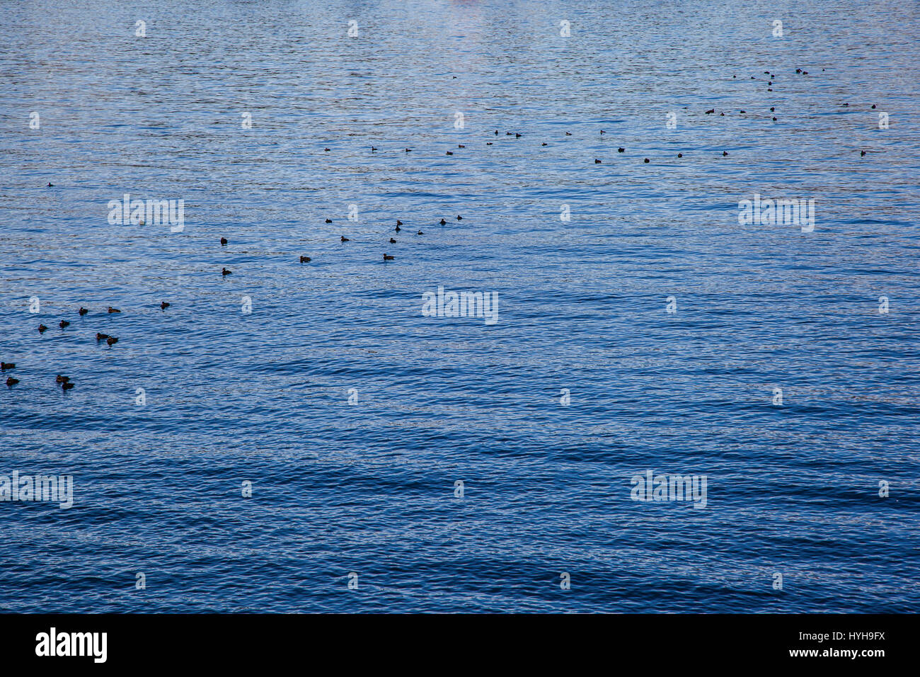 Nero Scoters Melanitta nigra sull'Isola di Vancouver BC Canada Foto Stock